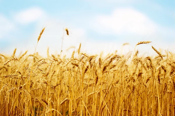 Campo de trigo — Fotografia de Stock