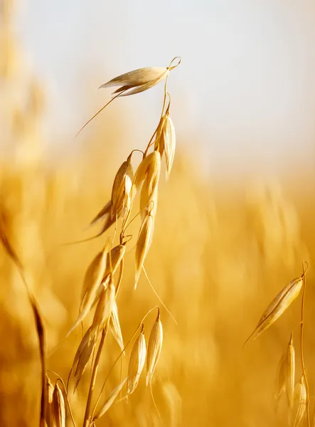 Campo de avena — Foto de Stock