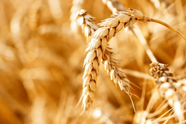 Wheat — Stock Photo, Image