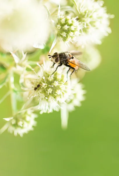 Mosca y hormiga — Foto de Stock