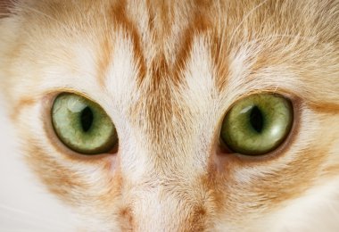 Kedi Gözü