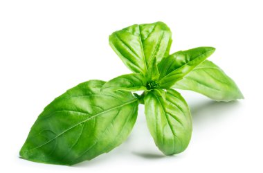 beyaz izole fesleğen