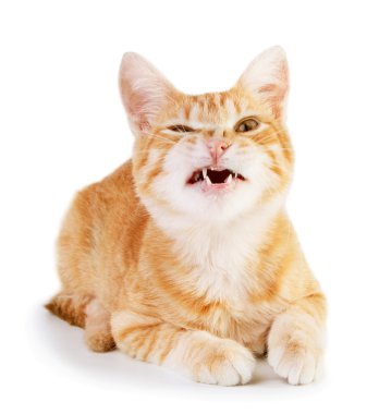 Kızgın kedi.