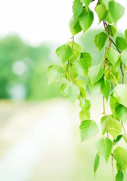 Sommer-Hintergrund — Stockfoto