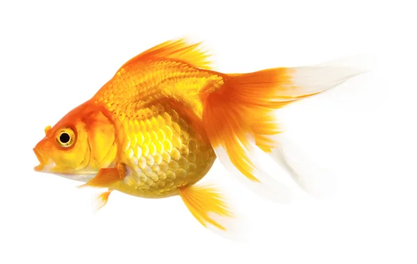 Gold fish — Stock Photo, Image