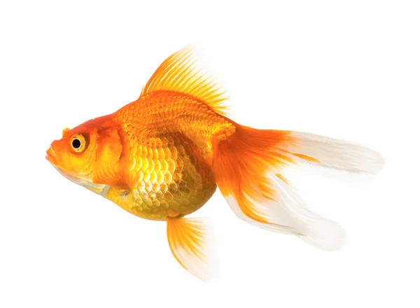 Gold fish — Stock Photo, Image