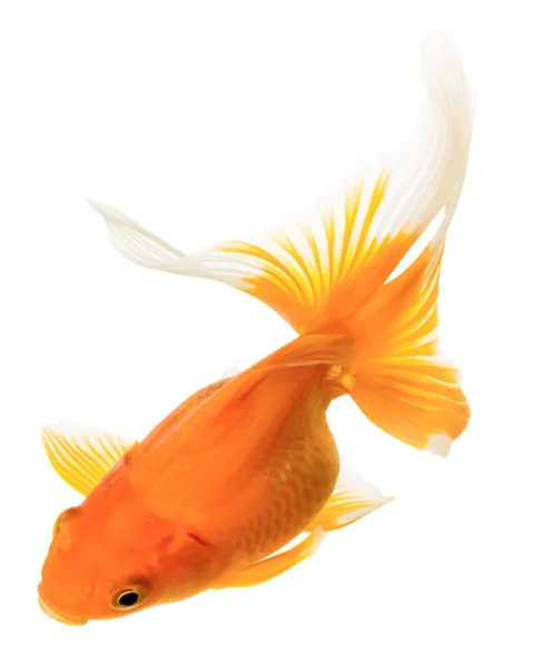 Gouden vis — Stockfoto