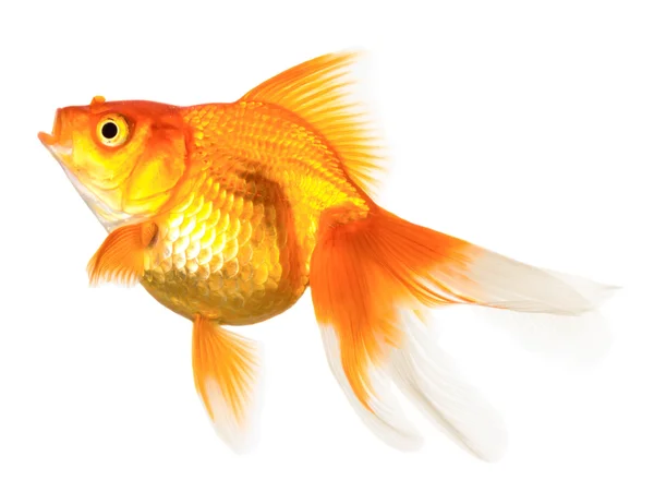 Peşte de aur — Fotografie, imagine de stoc