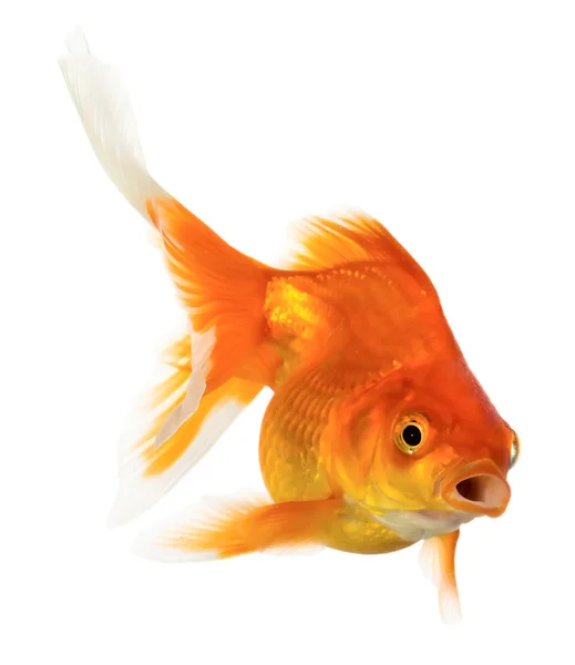 Gold fish — Stock Photo, Image