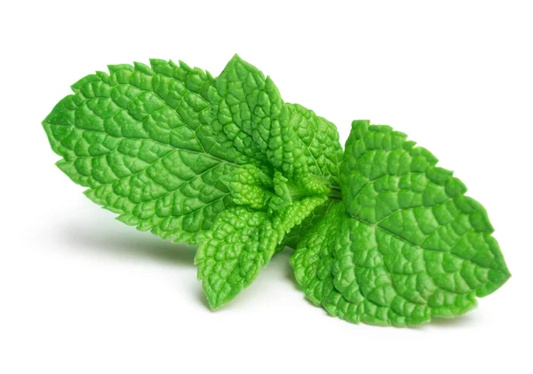 Menta fresca — Foto de Stock