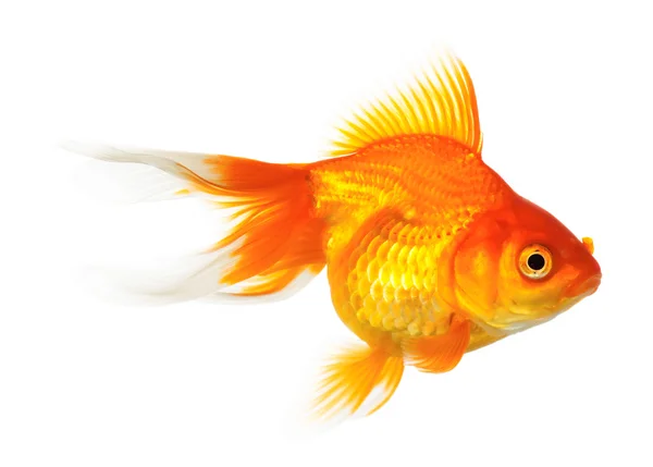 金の魚 ロイヤリティフリーのストック画像