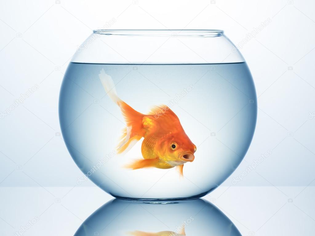 Gold fish in bowl