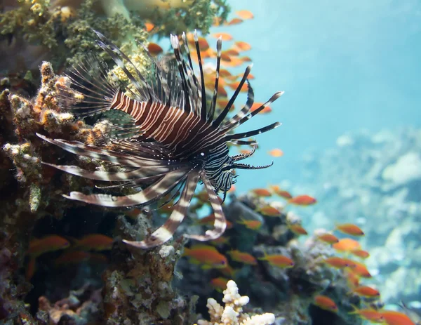 Pesce leone — Foto Stock