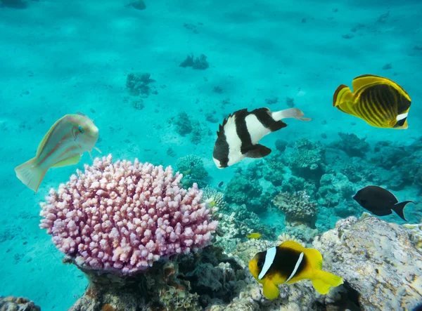 Pesci corallo — Foto Stock