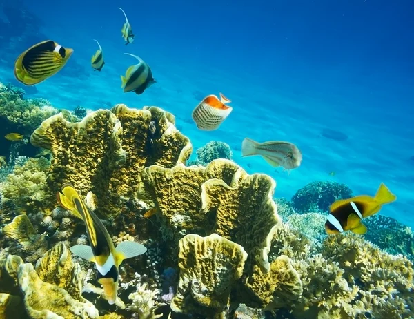 Korall fiskar — Stockfoto