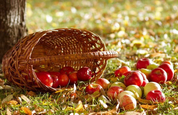 Яблоки с корзиной — стоковое фото