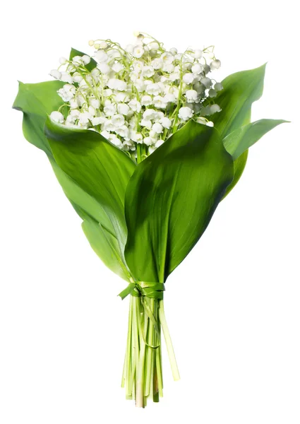 Lily-of-the-valley isolated — Stock Photo, Image