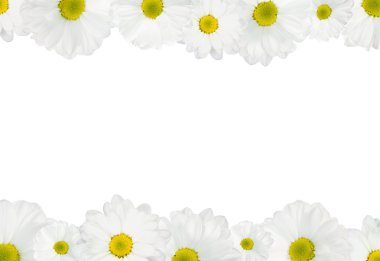 Beyaz papatya arkaplanı