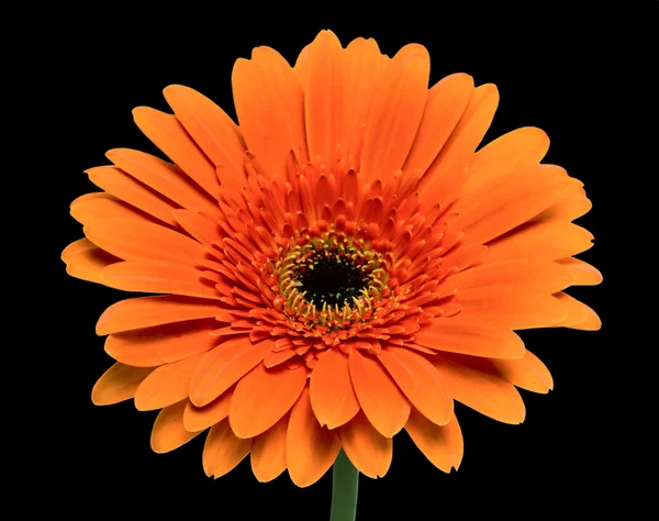 Flor de gerbera — Fotografia de Stock