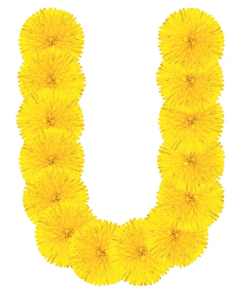 Letter U made from dandelions — Stock Photo, Image