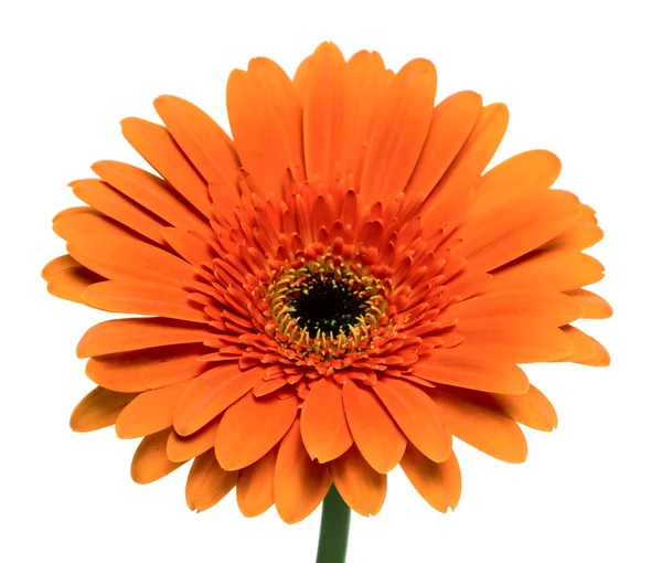 Gerbera flower Stock Image