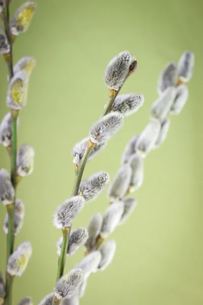 Pussy willow flower branch — Stock Photo, Image