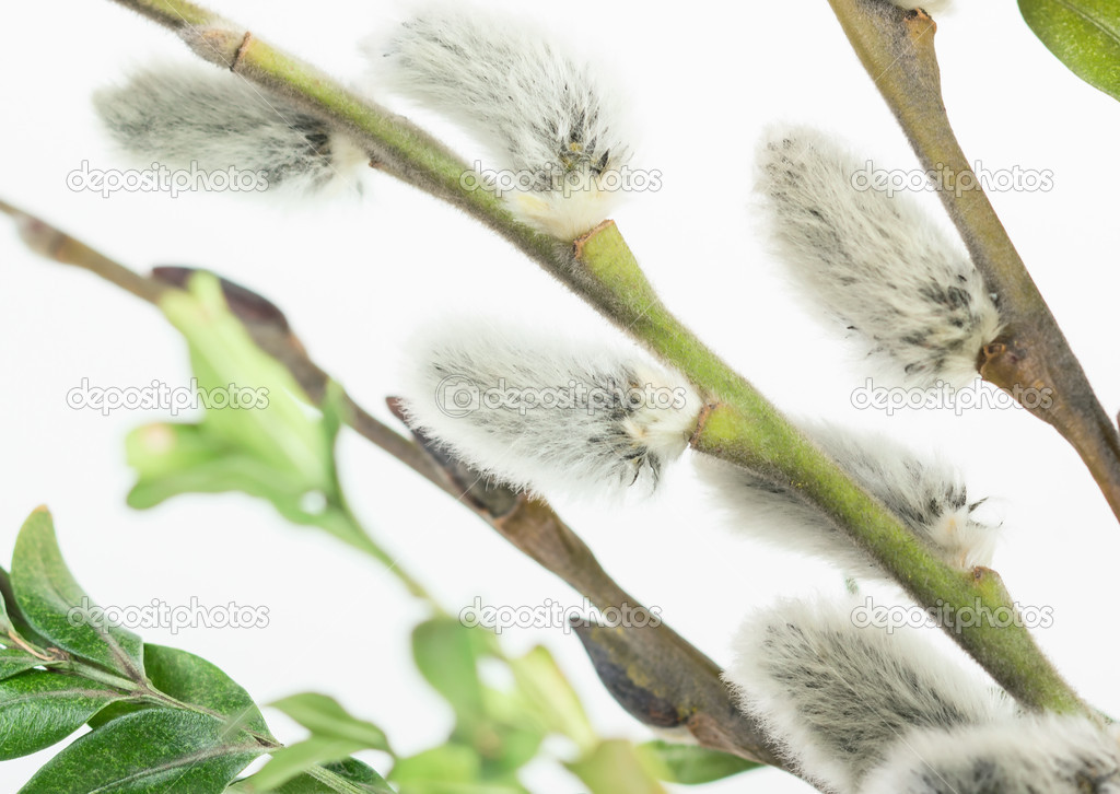 Pussy willow flower branch