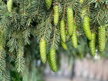 Kozalaklı ağacın bir parçası, bulanık arkaplan