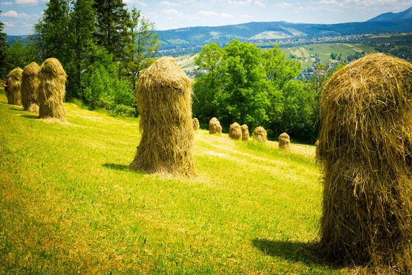 Summer in the mountains, haystacks on the meadow among flowers, spruce forests on the mountains