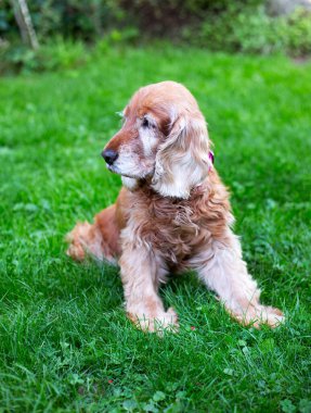 Old cocker spaniel dog lying on grass