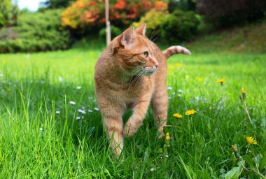 Red adult young cat on green grass