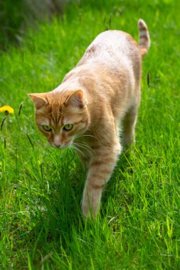 Red adult young cat on green grass