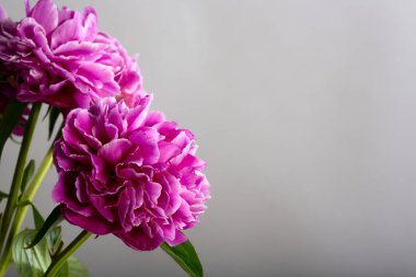 Pink petals of a peony flower in bloom on a grey background with copy space