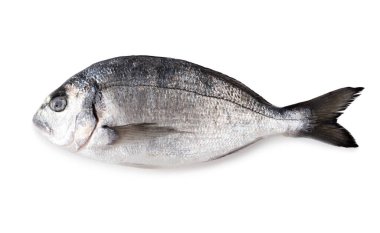 Side view of a single gilt head Dorado fish isolated on white studio background.