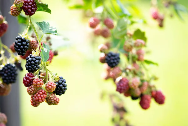 Ripe Unripe Blackberries Bush Berry Background — Stock Photo, Image