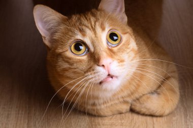 Kırmızı kedi masanın altında oturuyor.