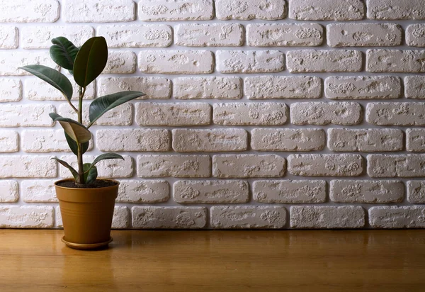 Rubber plant in pot on table near brick wall, space for text. Home decor
