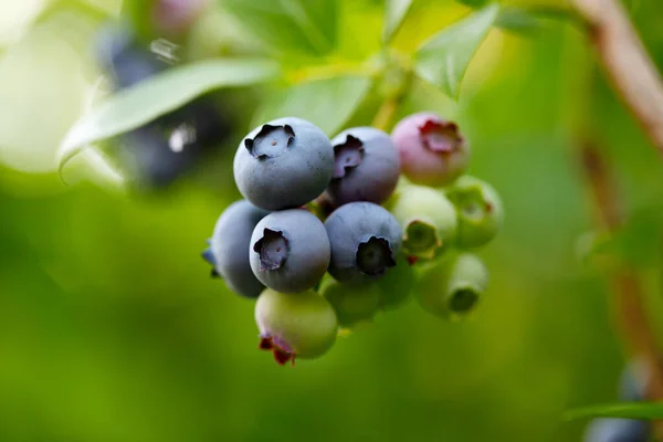 Highbush Blueberry Plant Fruits — Stock Photo, Image