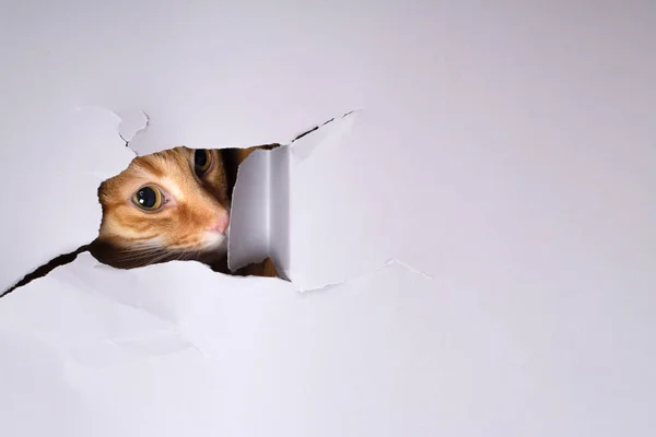 Junge Rote Katze Blickt Papierseite Aufgerissenes Loch lizenzfreie Stockbilder