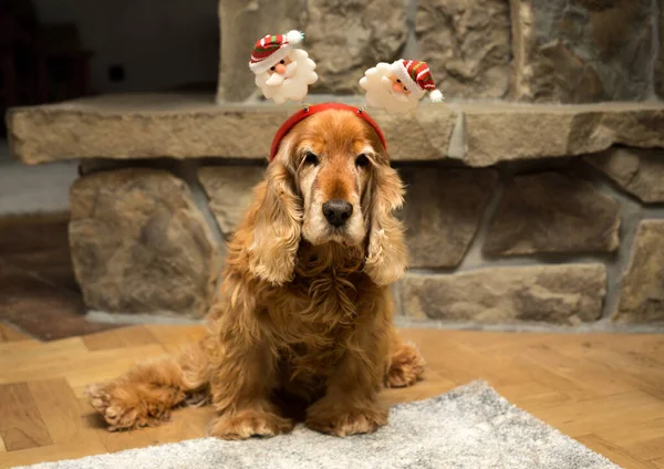 靠近壁炉墙的圣诞老人头带上的老可可犬 — 图库照片