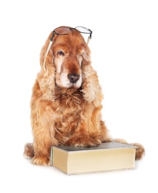 Büyük kitabı ve beyaz arka planda izole edilmiş gözlüğü olan eski İngiliz Cocker Spaniel.