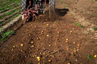 Patates tarlasında çalışan traktörün yakın görüntüsü, sonbahar hasadı.