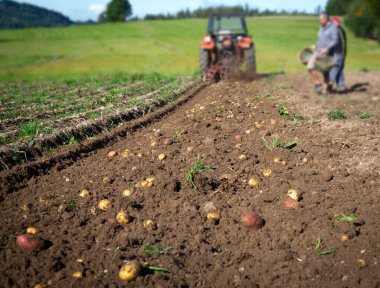 Patates tarlasında çalışan traktörün yakın görüntüsü, sonbahar hasadı.