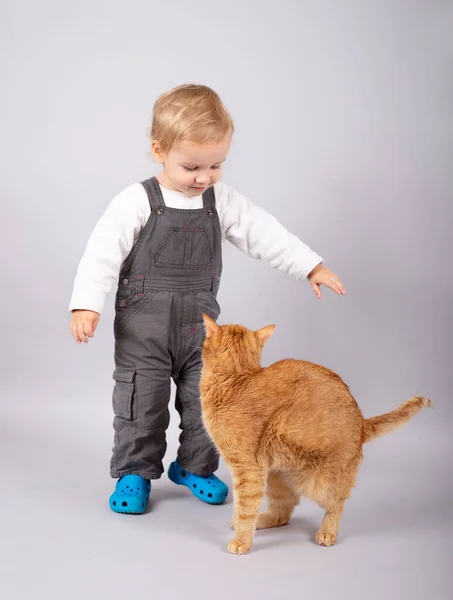 猫と遊ぶ子供 子供とペット 小さな男の子の餌とかわいい生姜の色の猫をペット 子供たちは子猫を遊びます 家の動物だ スタジオショット — ストック写真