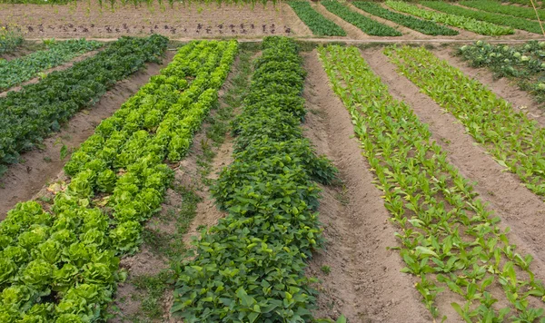 Farmland — Stock Photo, Image