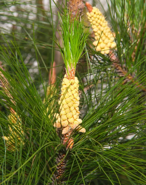 sağlıklı bir yemek.