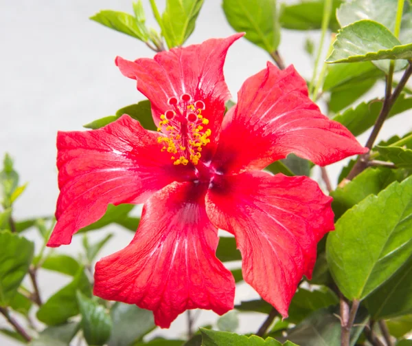 Kinesisk hibiskus — Stockfoto