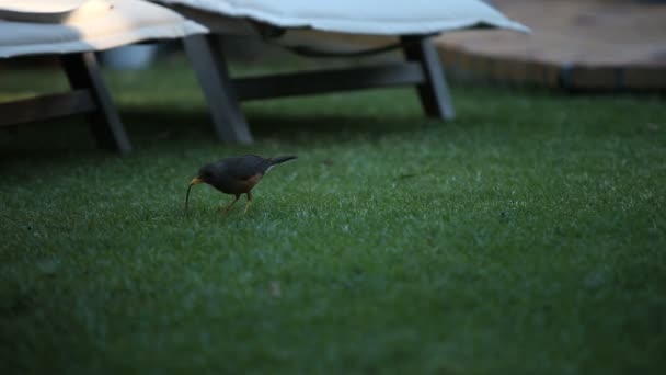 Blackbird on the grass — Stock Video