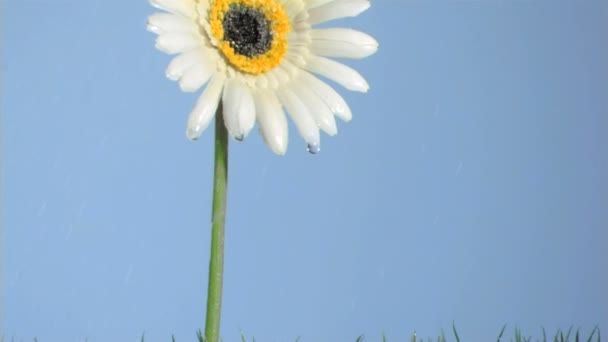 Pretty gerbera watered in super slow motion — Stock Video