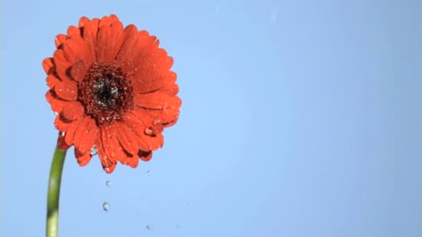 Lluvia cayendo en cámara súper lenta sobre una gerbera roja — Vídeo de stock